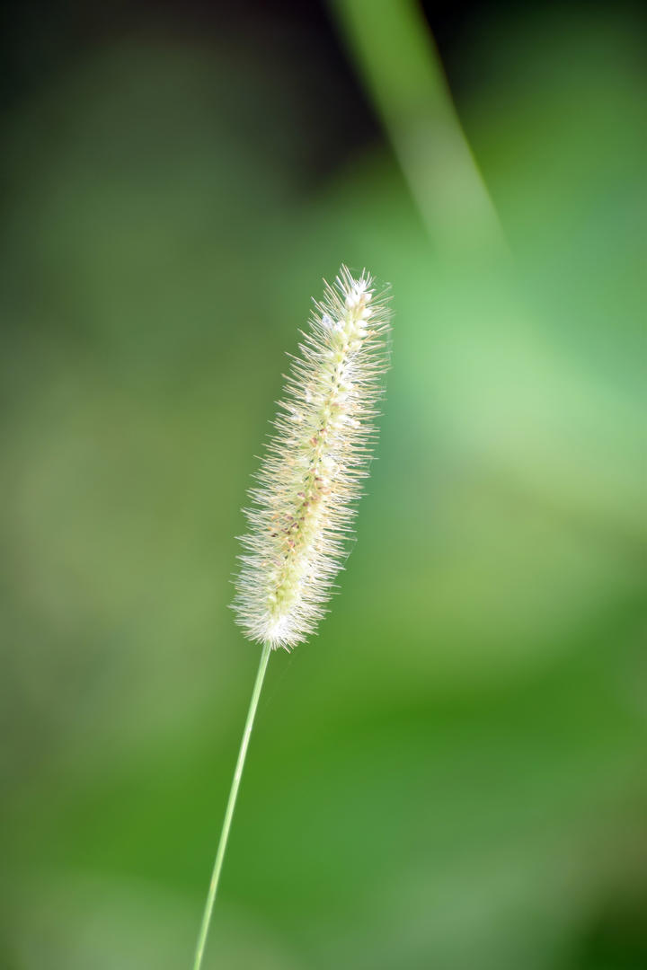 余承恩人淡如菊